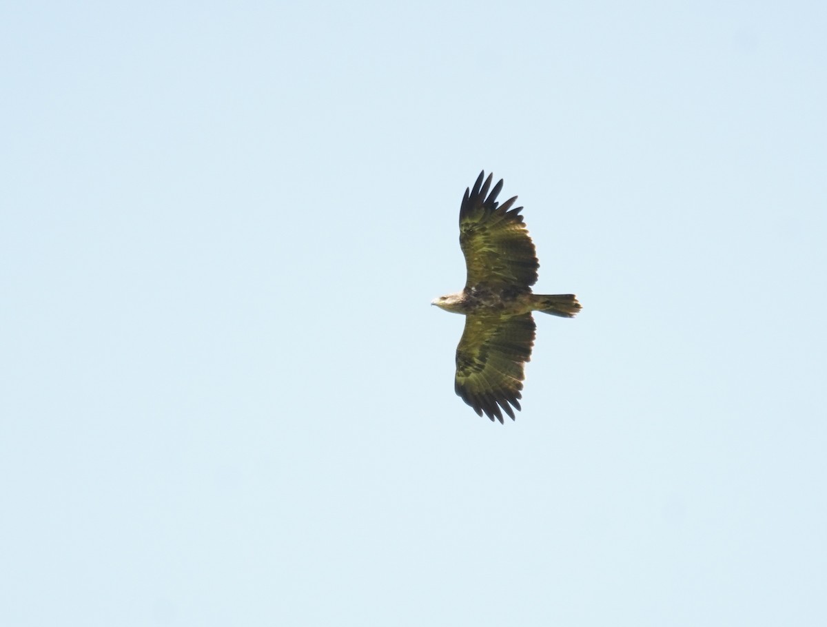 tanımsız kartal (Accipitridae sp.) - ML616704639