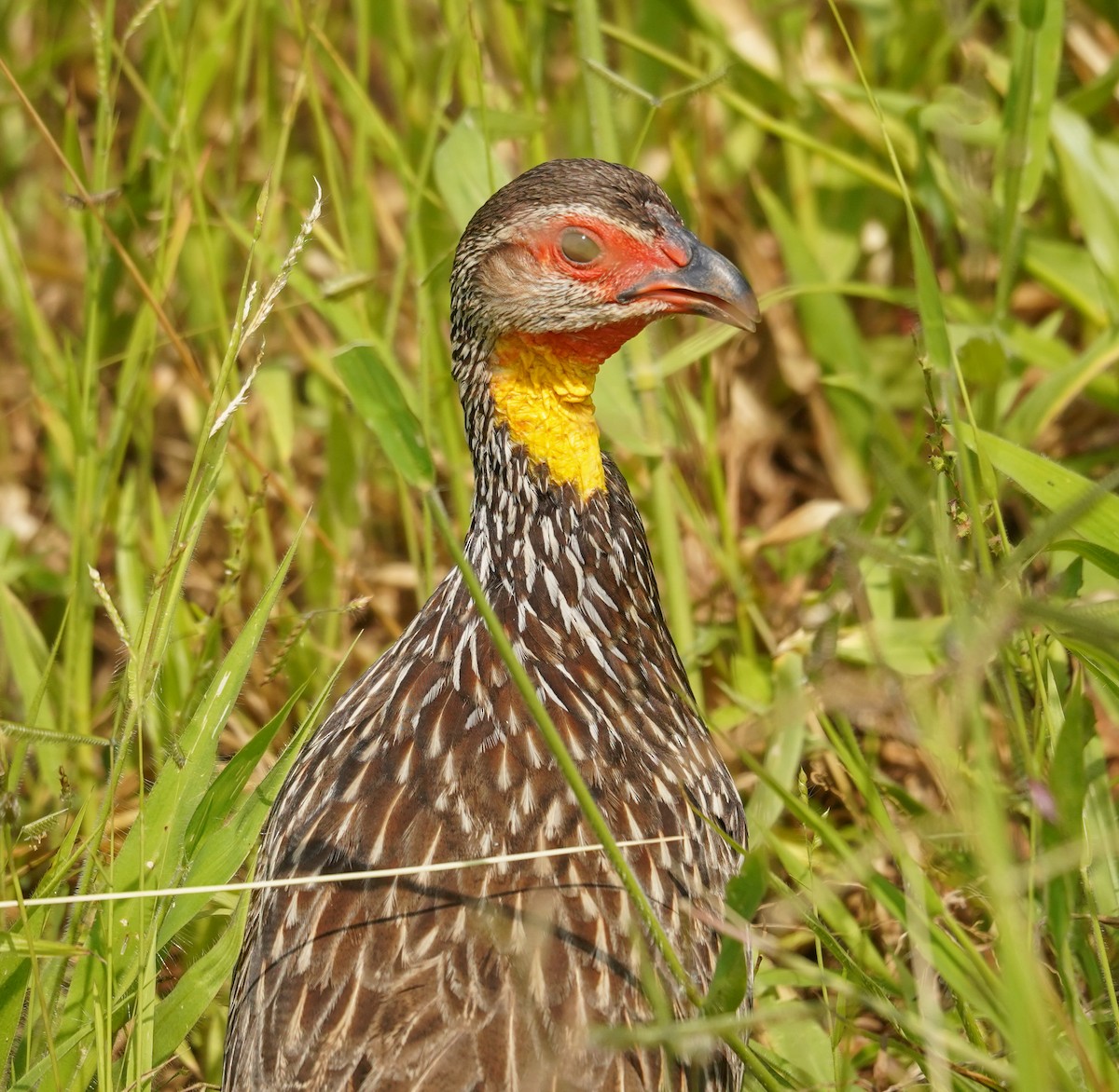 Francolin à cou jaune - ML616704652