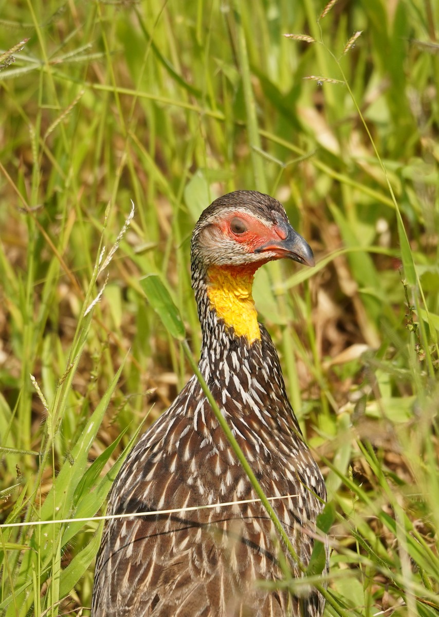 Francolin à cou jaune - ML616704653