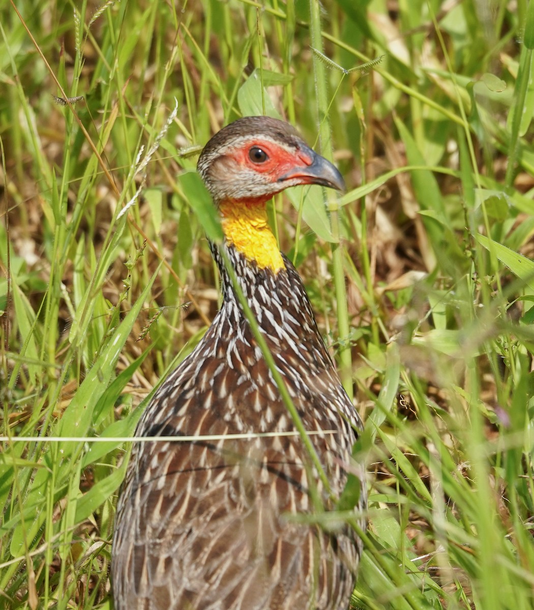 Yellow-necked Spurfowl - ML616704654