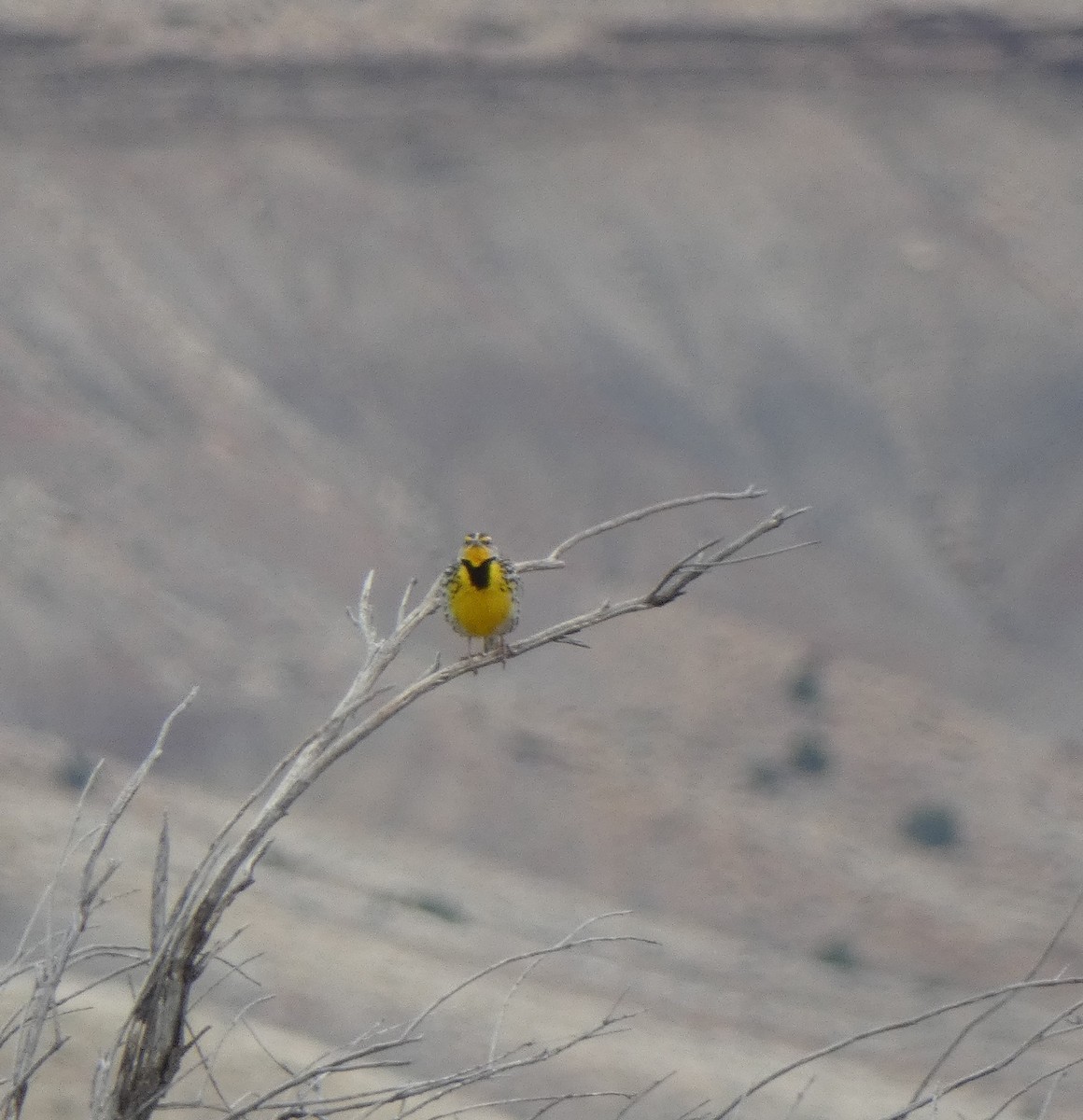 Western Meadowlark - ML616704657