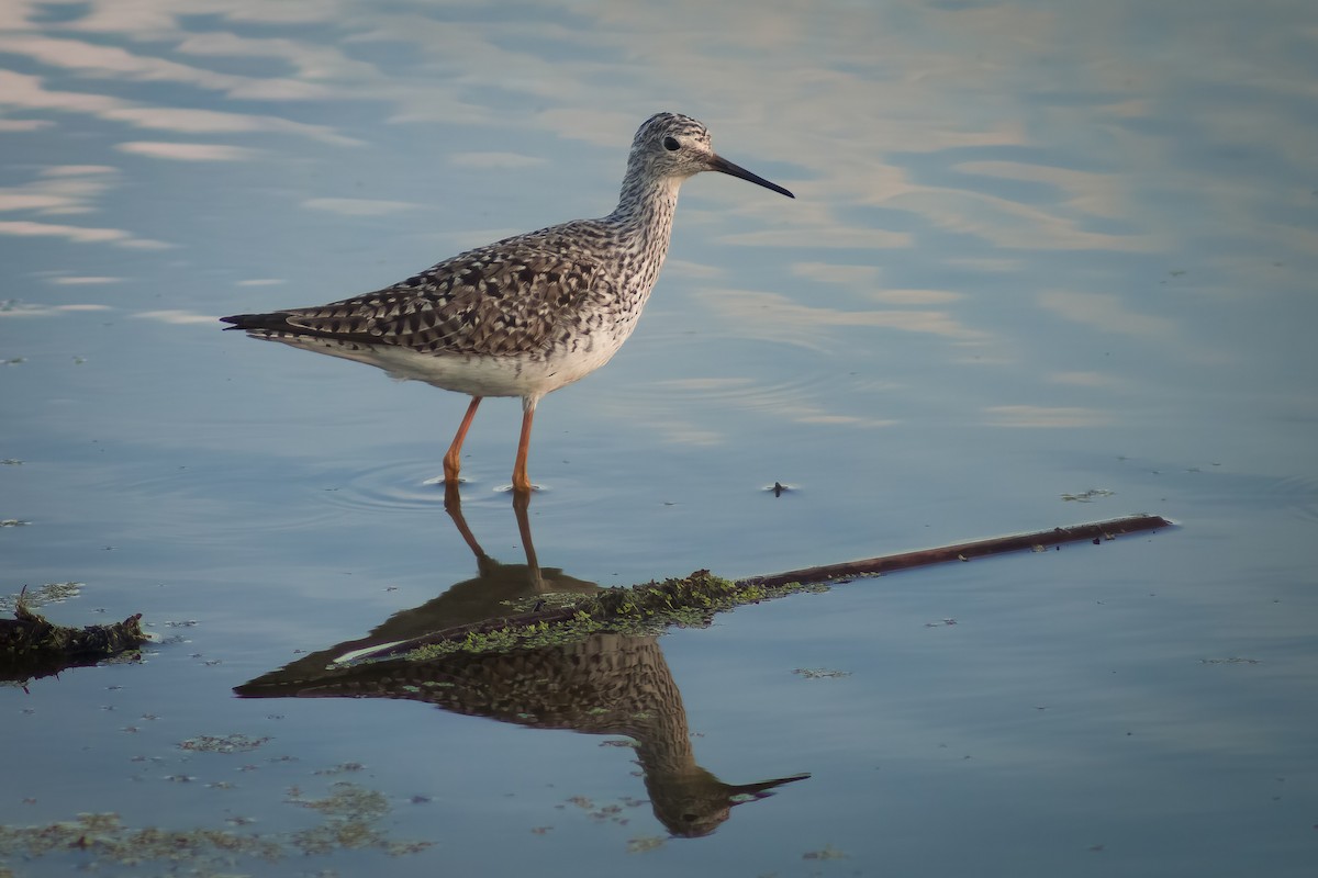 Lesser Yellowlegs - Chad Mills