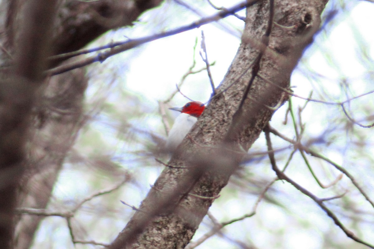 Red-headed Woodpecker - ML616704670