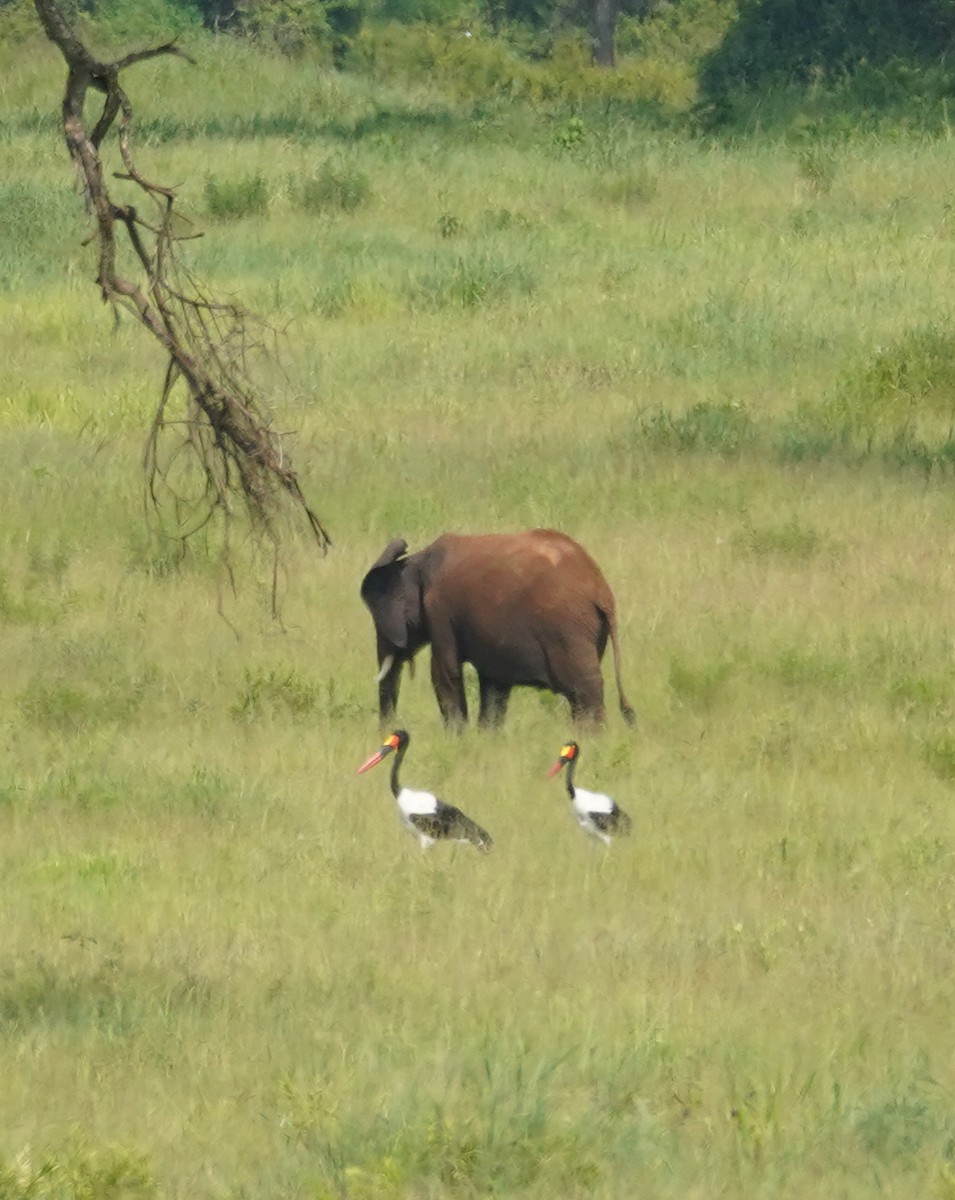 Saddle-billed Stork - Kevin Gong