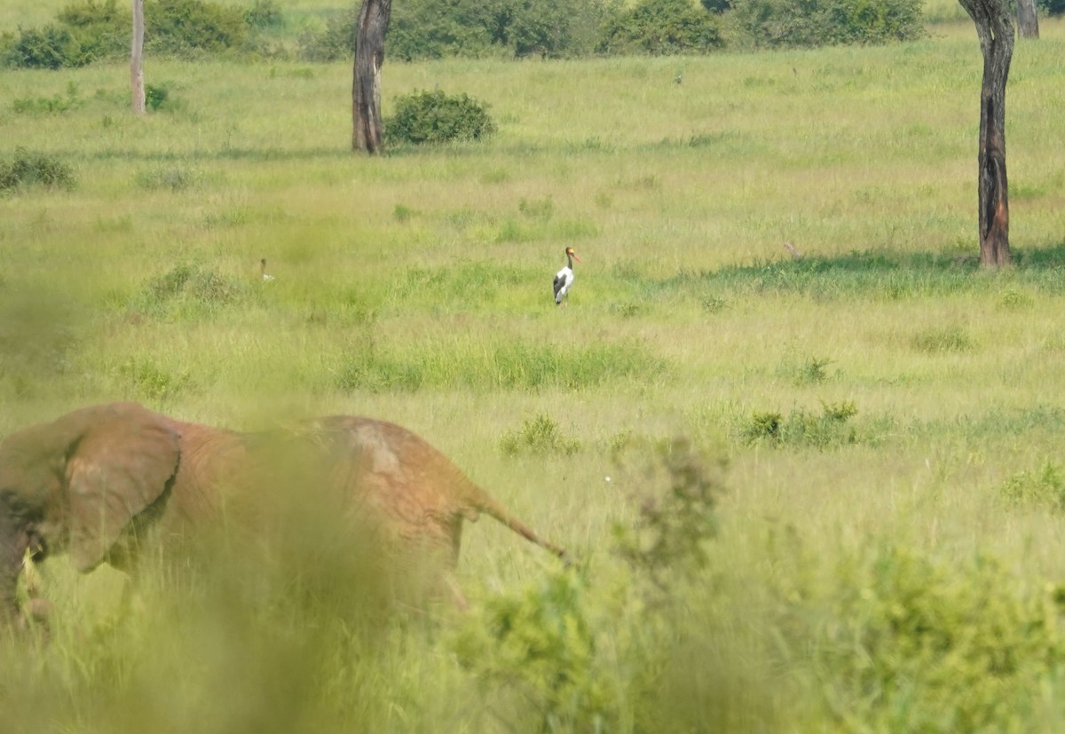 Jabiru d'Afrique - ML616704674