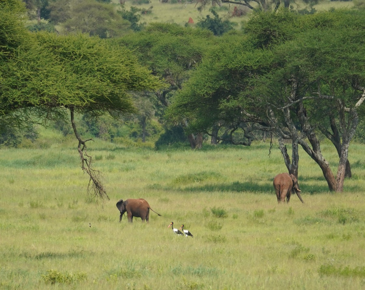 Jabiru d'Afrique - ML616704675