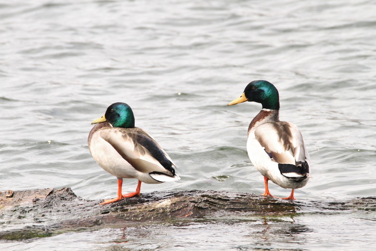 Canard colvert - ML616704676