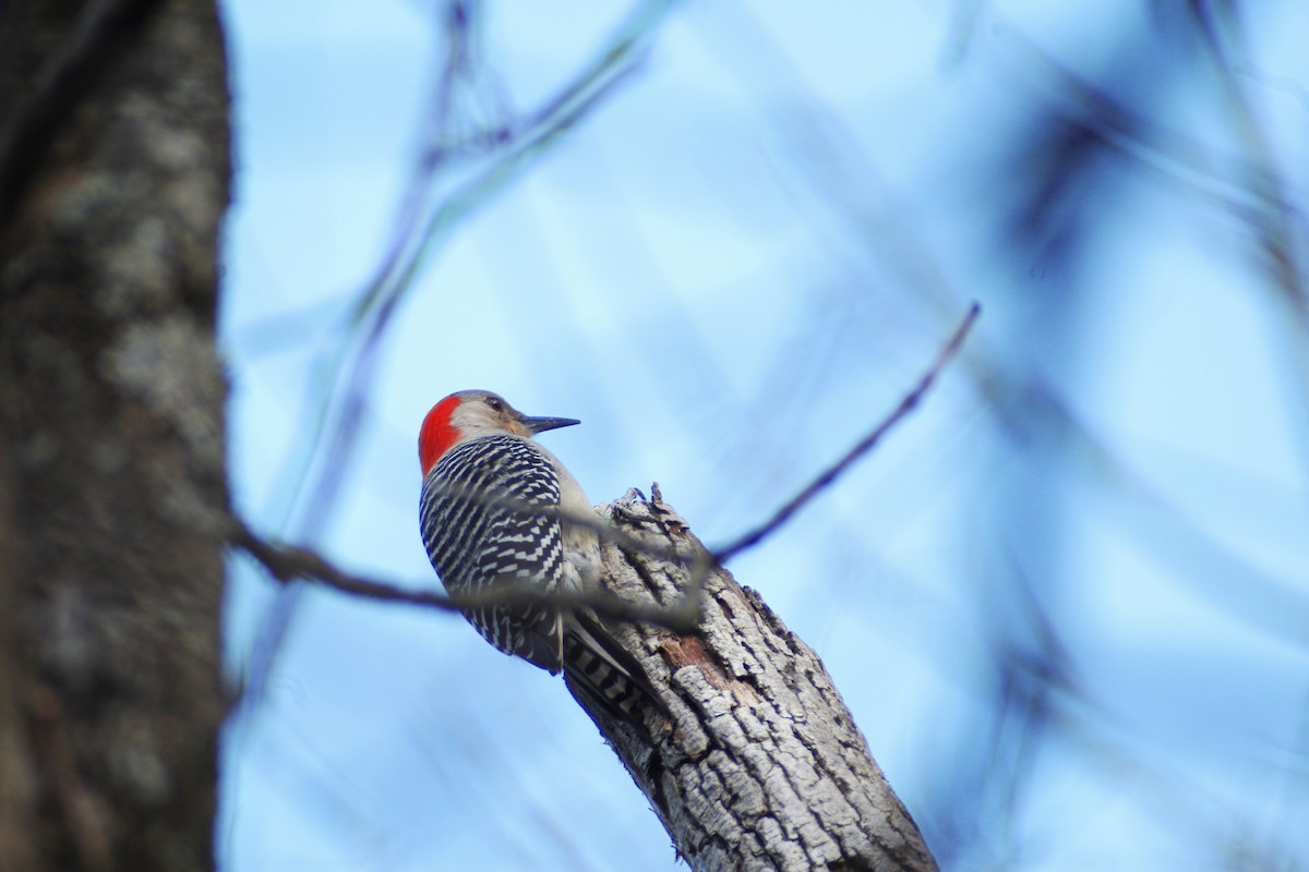 Red-bellied Woodpecker - ML616704689