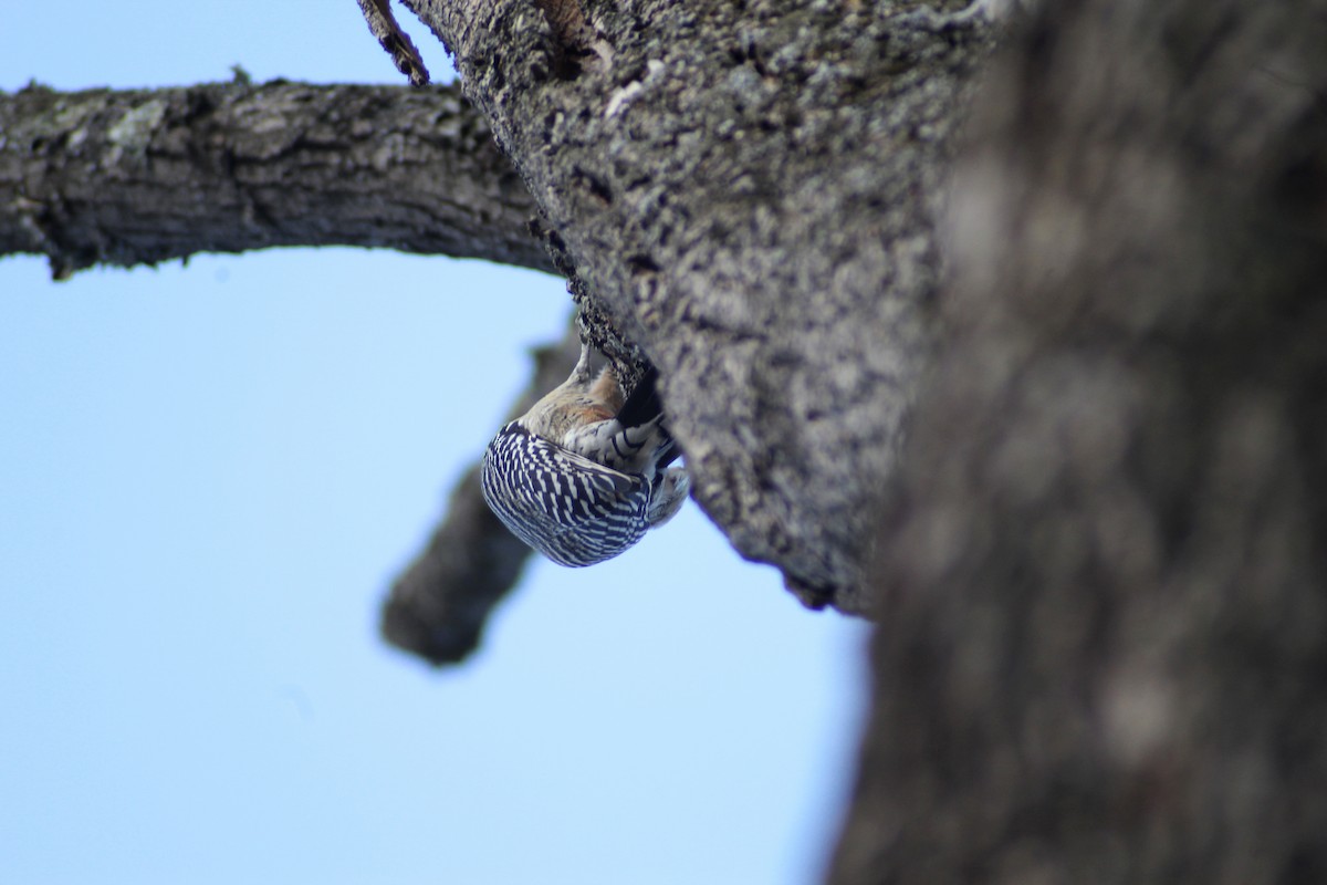 Red-bellied Woodpecker - ML616704690