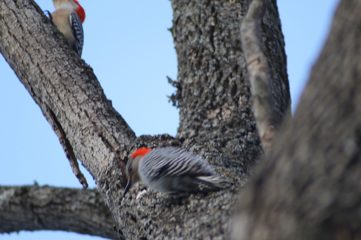 Red-bellied Woodpecker - ML616704691