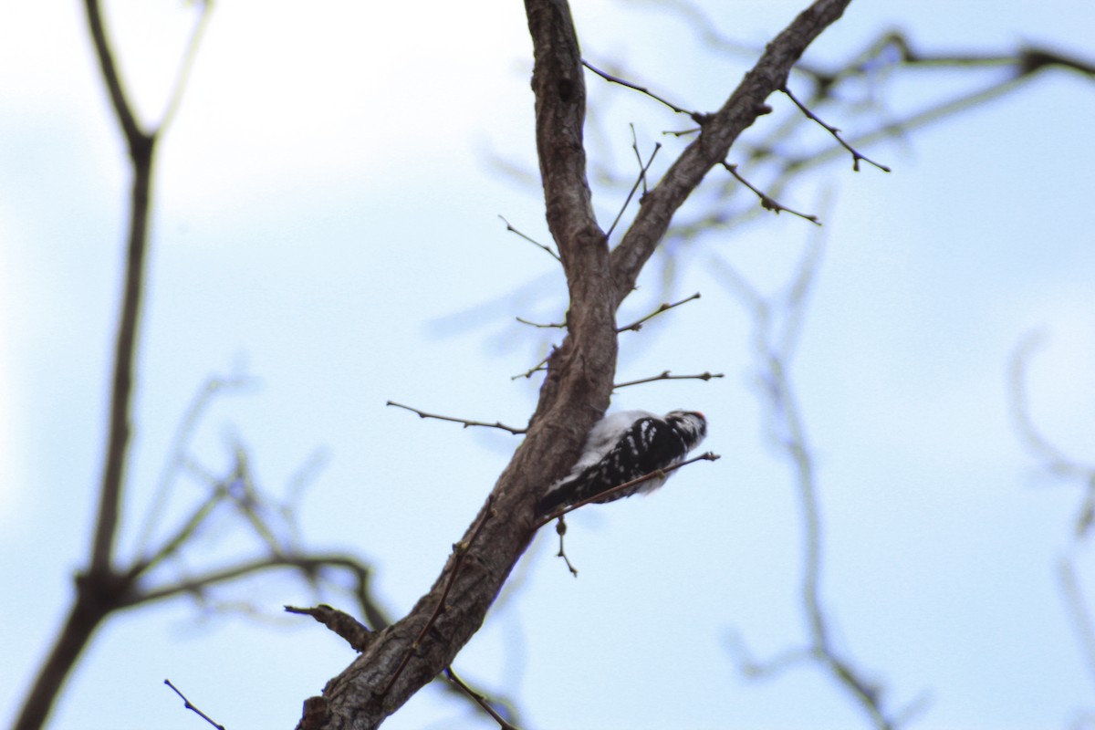 Downy/Hairy Woodpecker - ML616704706