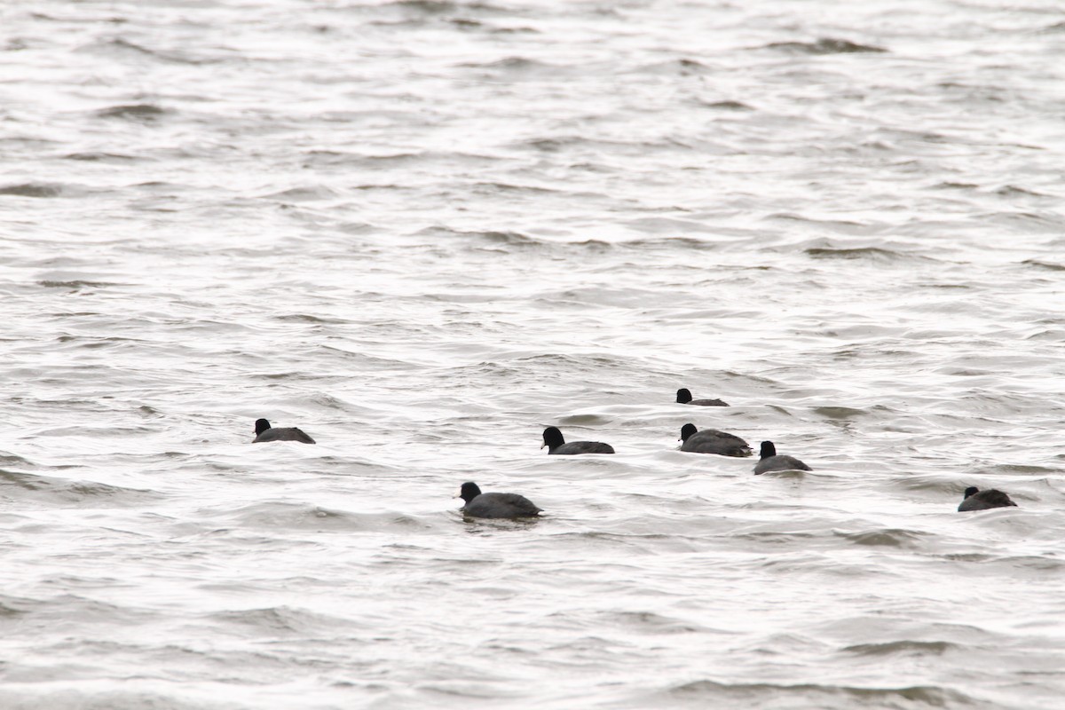 American Coot - Rodney Strayer