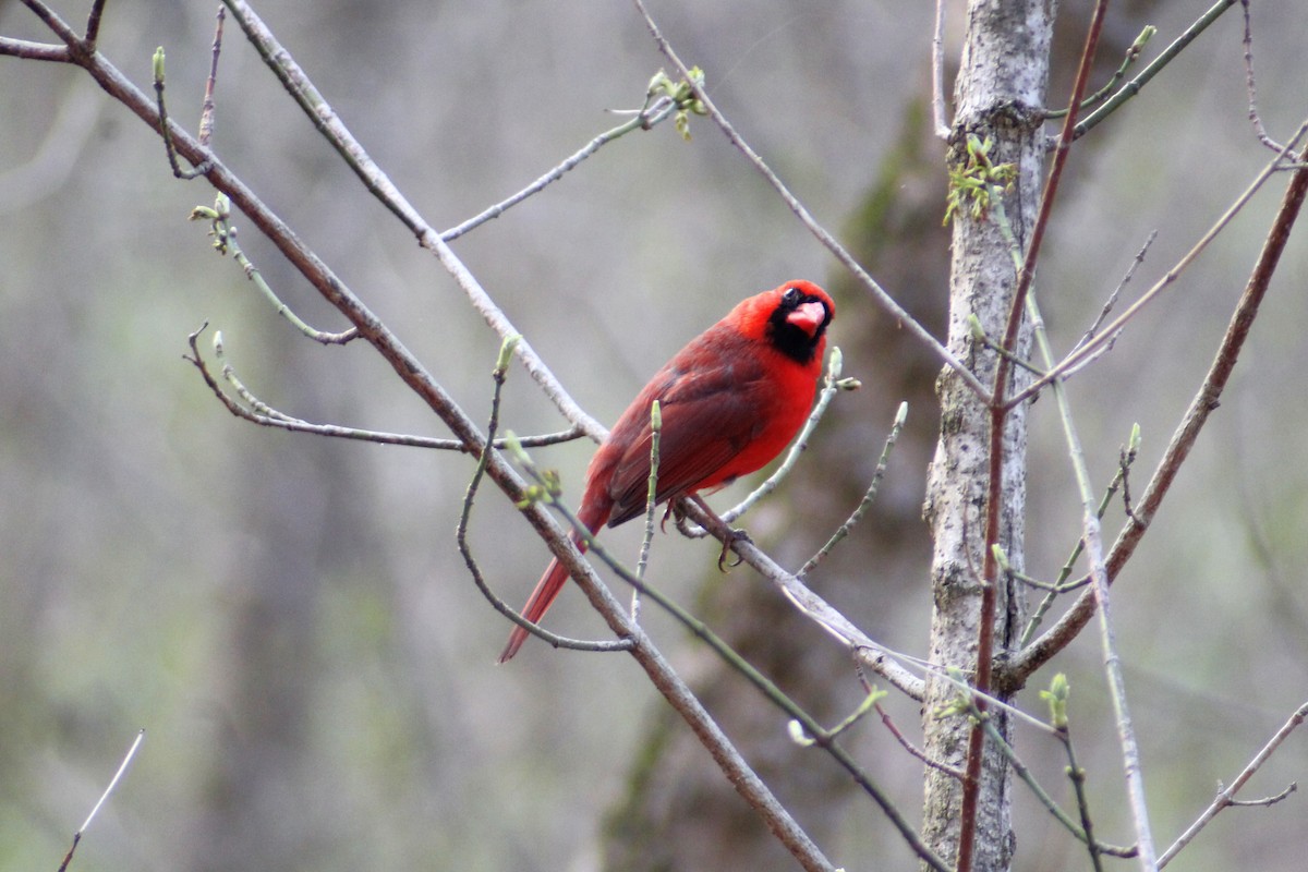 Northern Cardinal - ML616704740