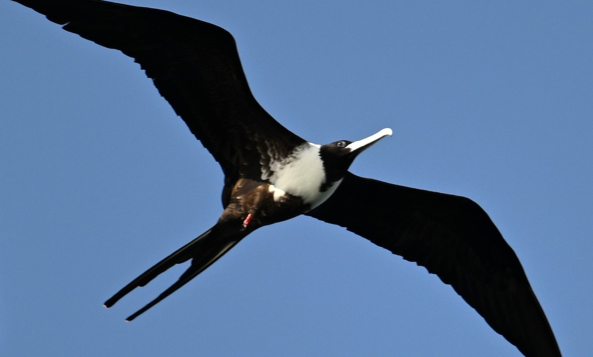 Magnificent Frigatebird - ML616704745