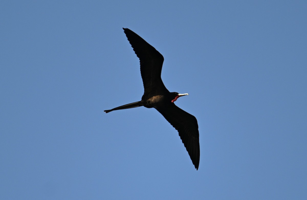 Magnificent Frigatebird - ML616704746