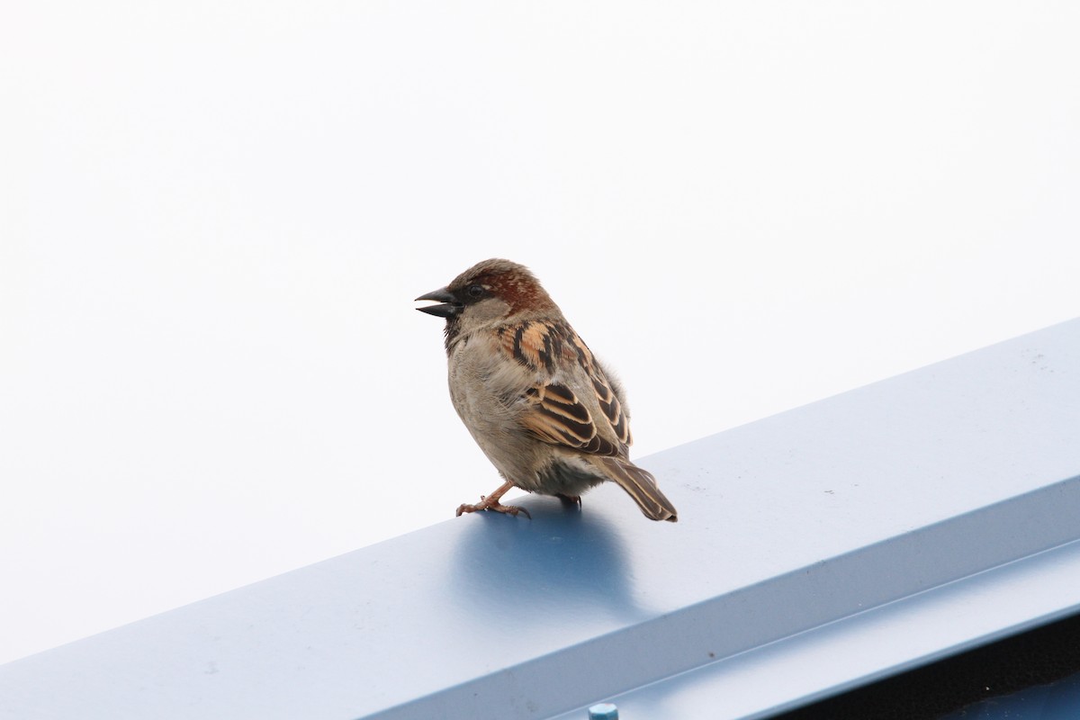 House Sparrow - ML616704769