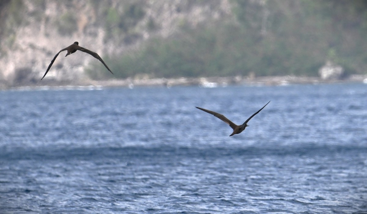 Brown Booby - ML616704770