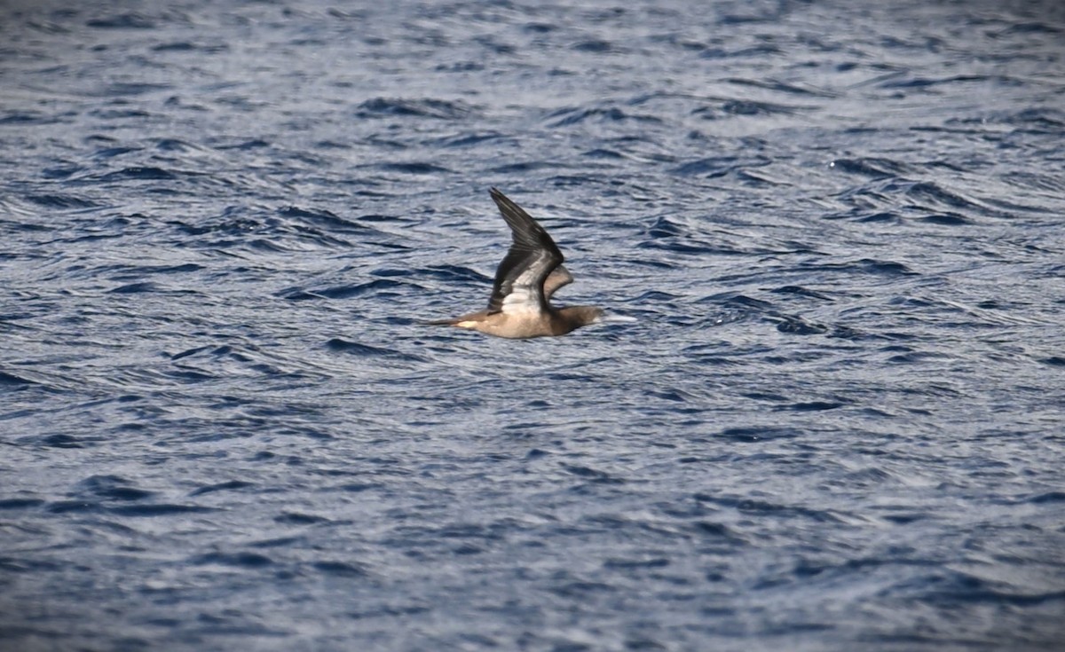 Brown Booby - Wayne Wauligman