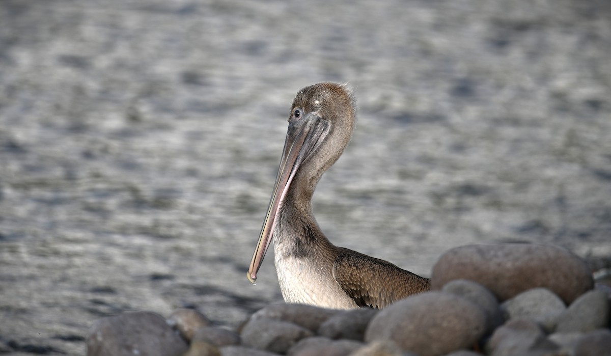 Brown Pelican - Wayne Wauligman