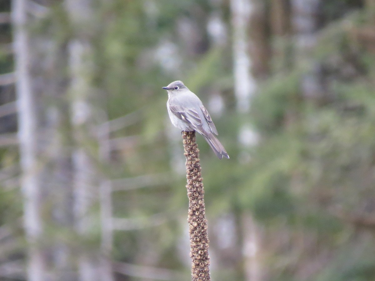 Townsend's Solitaire - ML616704860