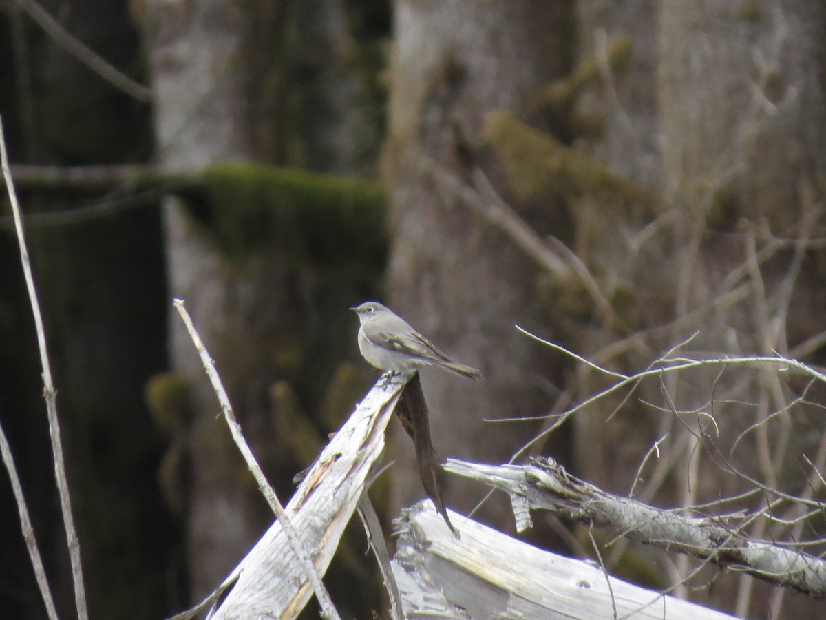 Townsend's Solitaire - ML616704861