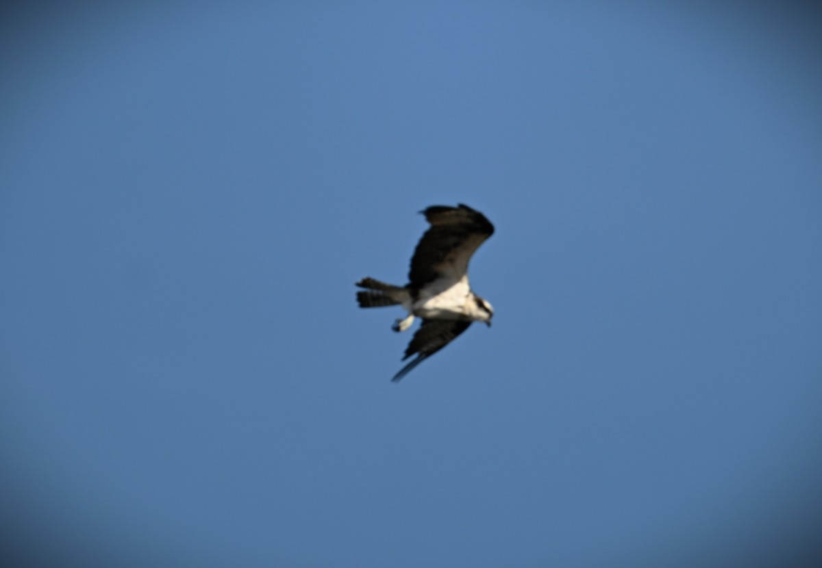 Osprey - ML616704871