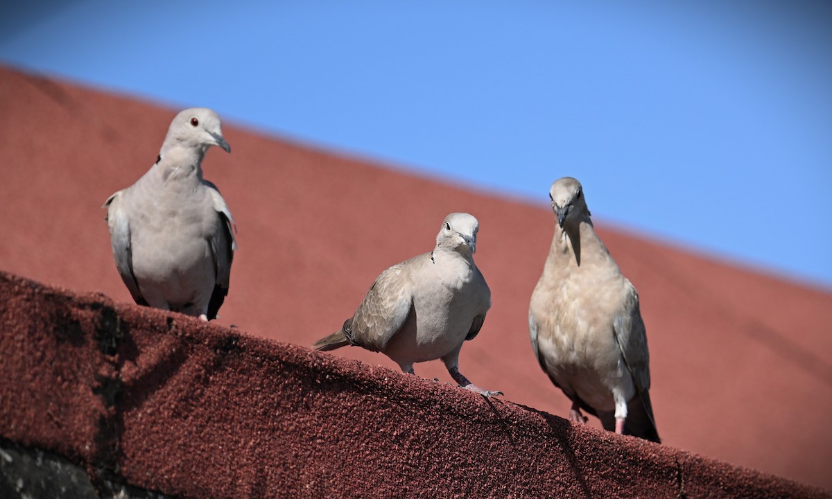 Eurasian Collared-Dove - Wayne Wauligman