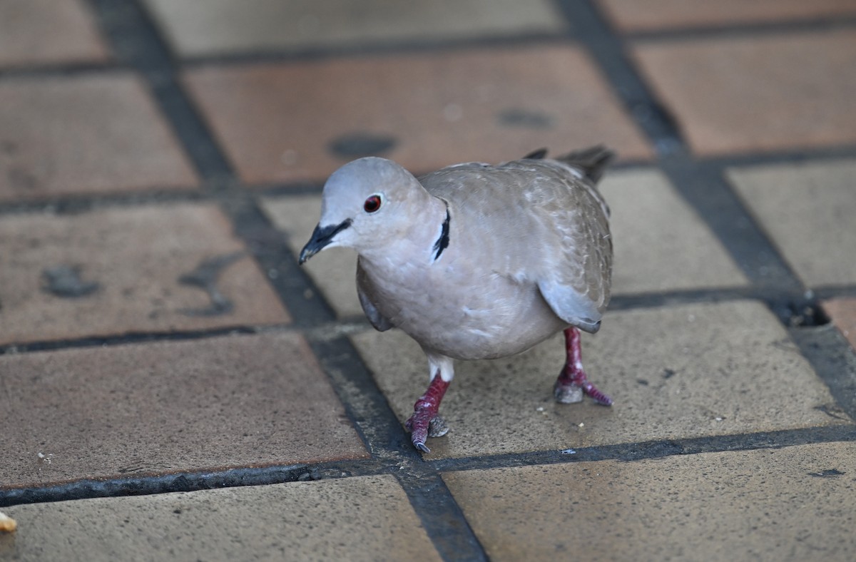 Eurasian Collared-Dove - Wayne Wauligman