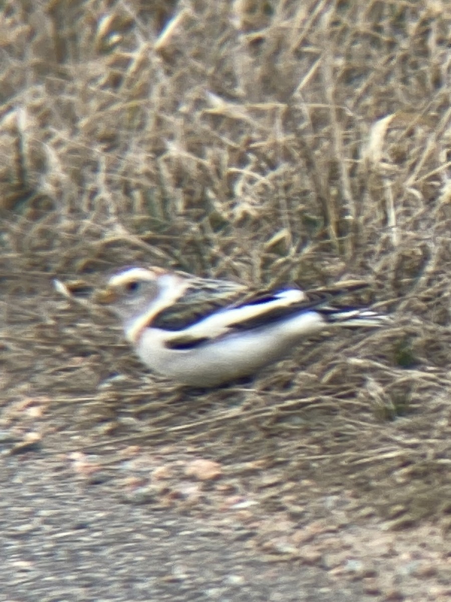 Snow Bunting - ML616704945