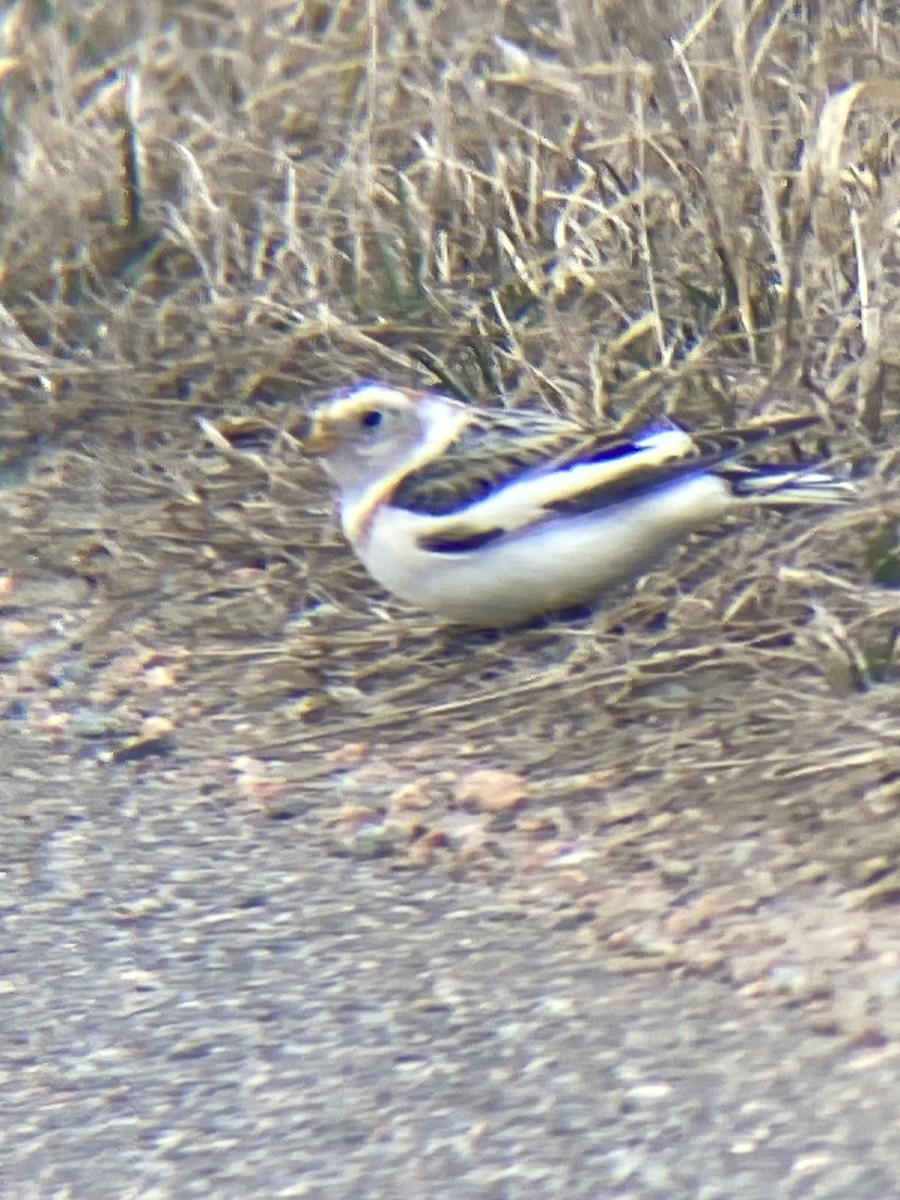 Snow Bunting - ML616704946