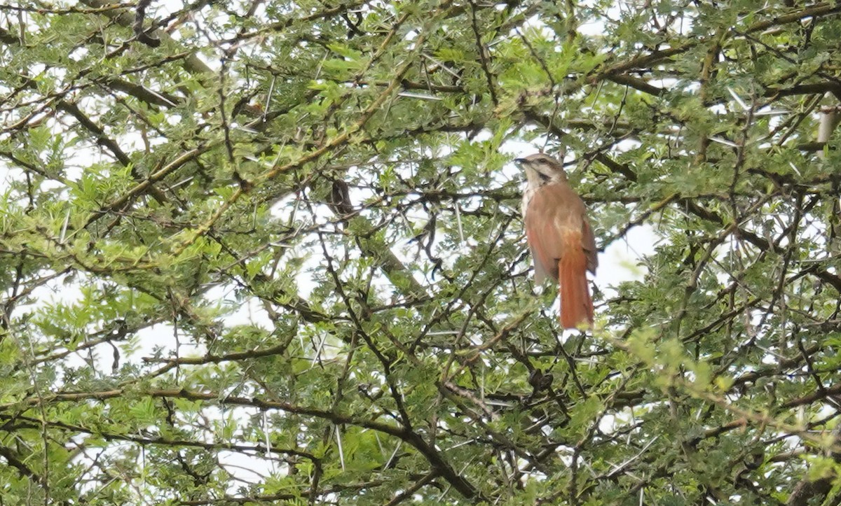 Spotted Morning-Thrush - Kevin Gong