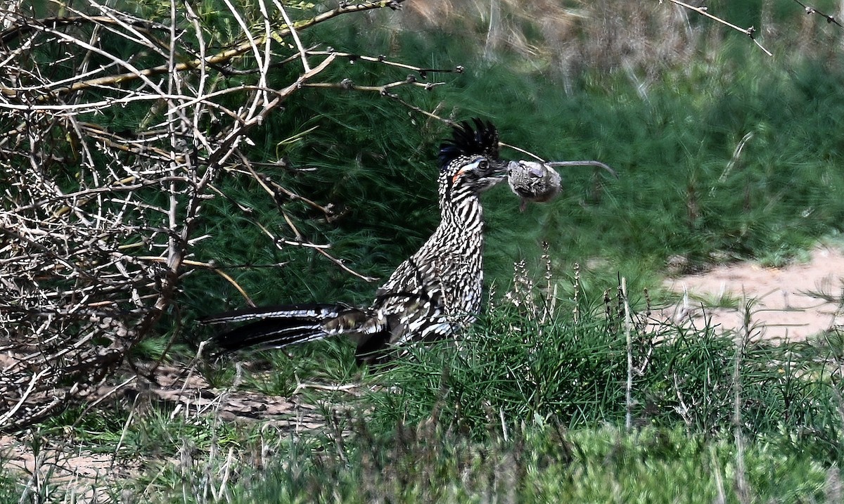 Greater Roadrunner - ML616704964