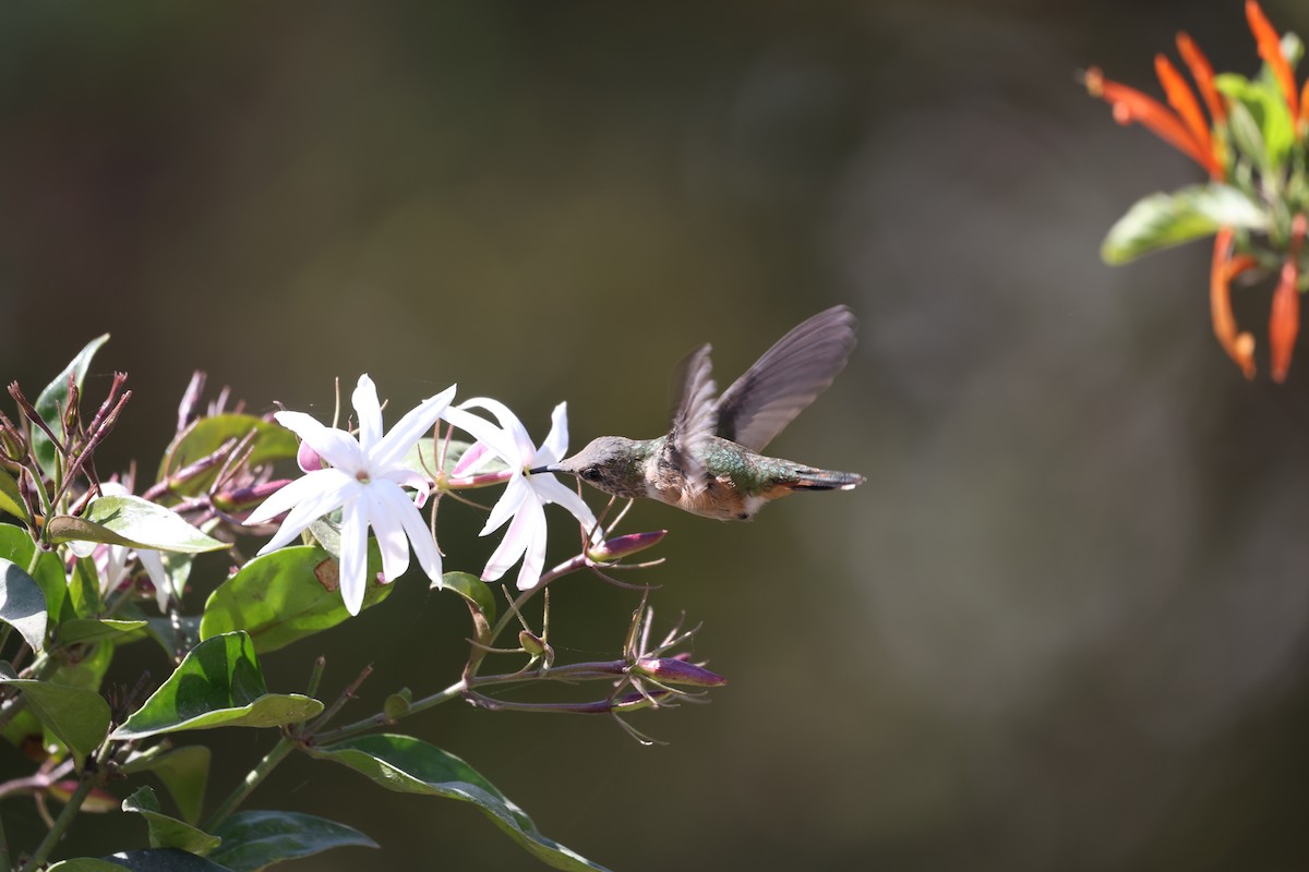 Bumblebee Hummingbird - L. Ernesto Perez Montes (The Mexican Violetear 🦉)