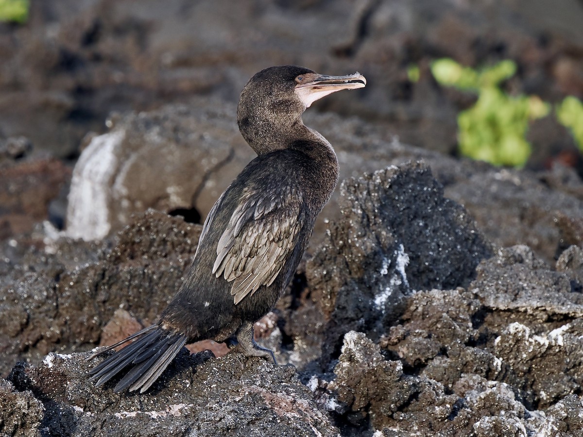 Flightless Cormorant - ML616704992