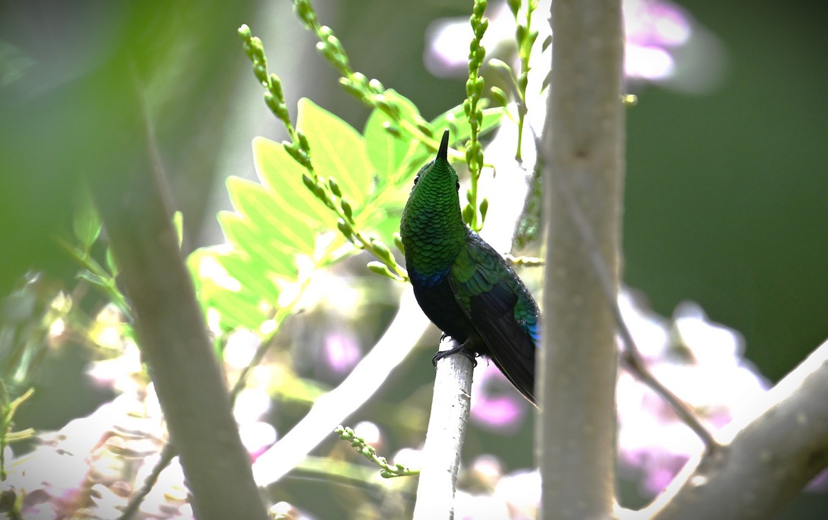 Green-throated Carib - Wayne Wauligman