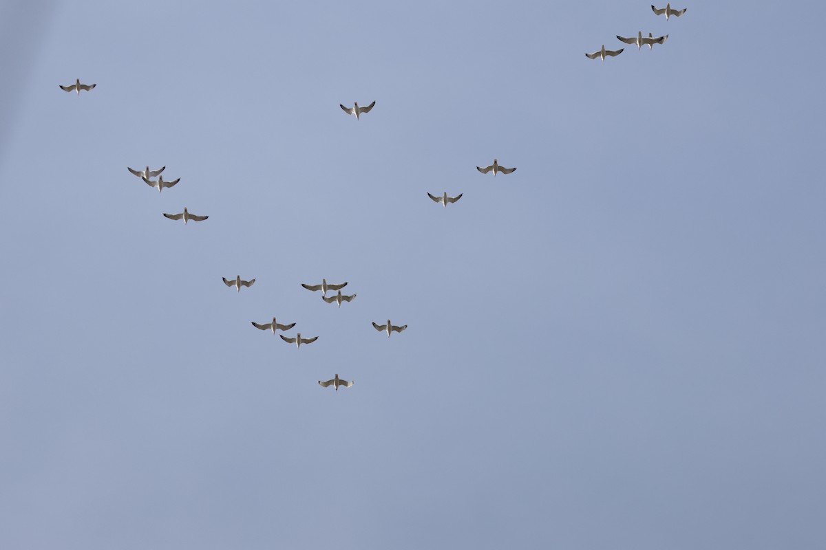 Pallas's Gull - ML616705033