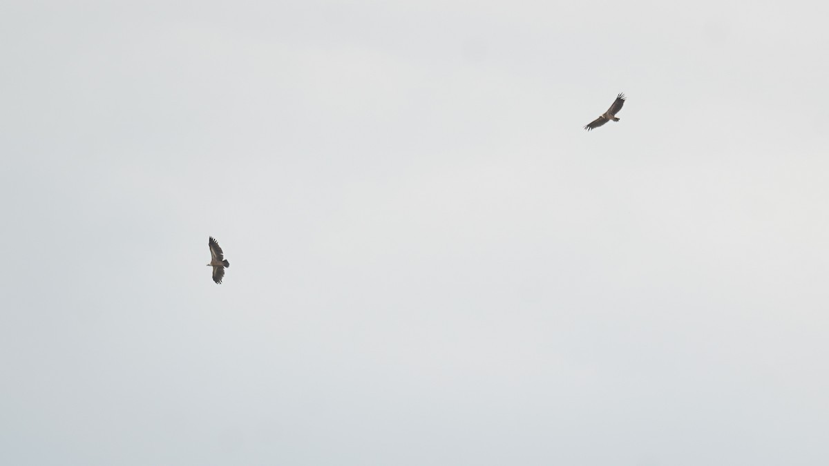 White-backed Vulture - ML616705037