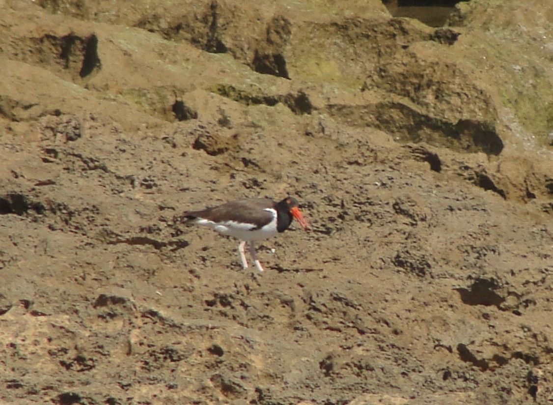 American Oystercatcher - ML616705065