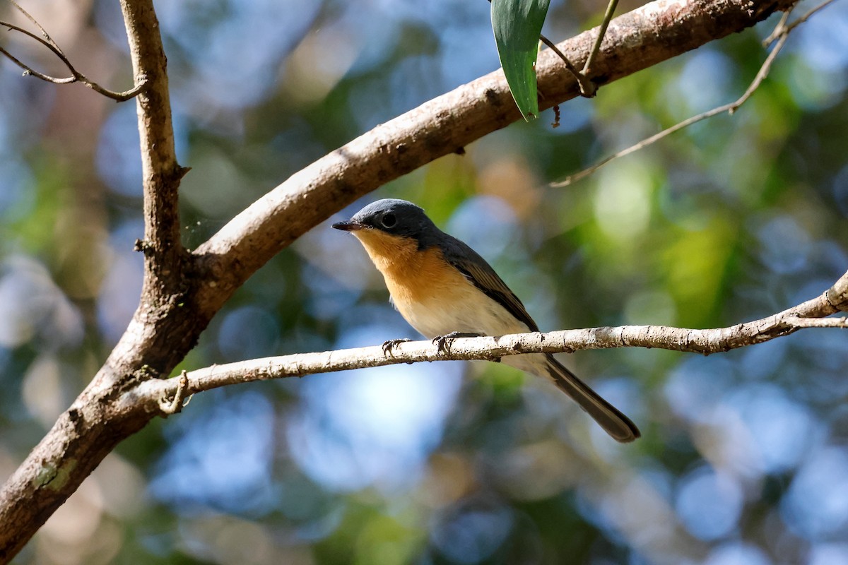 Leaden Flycatcher - Richard Symmonds