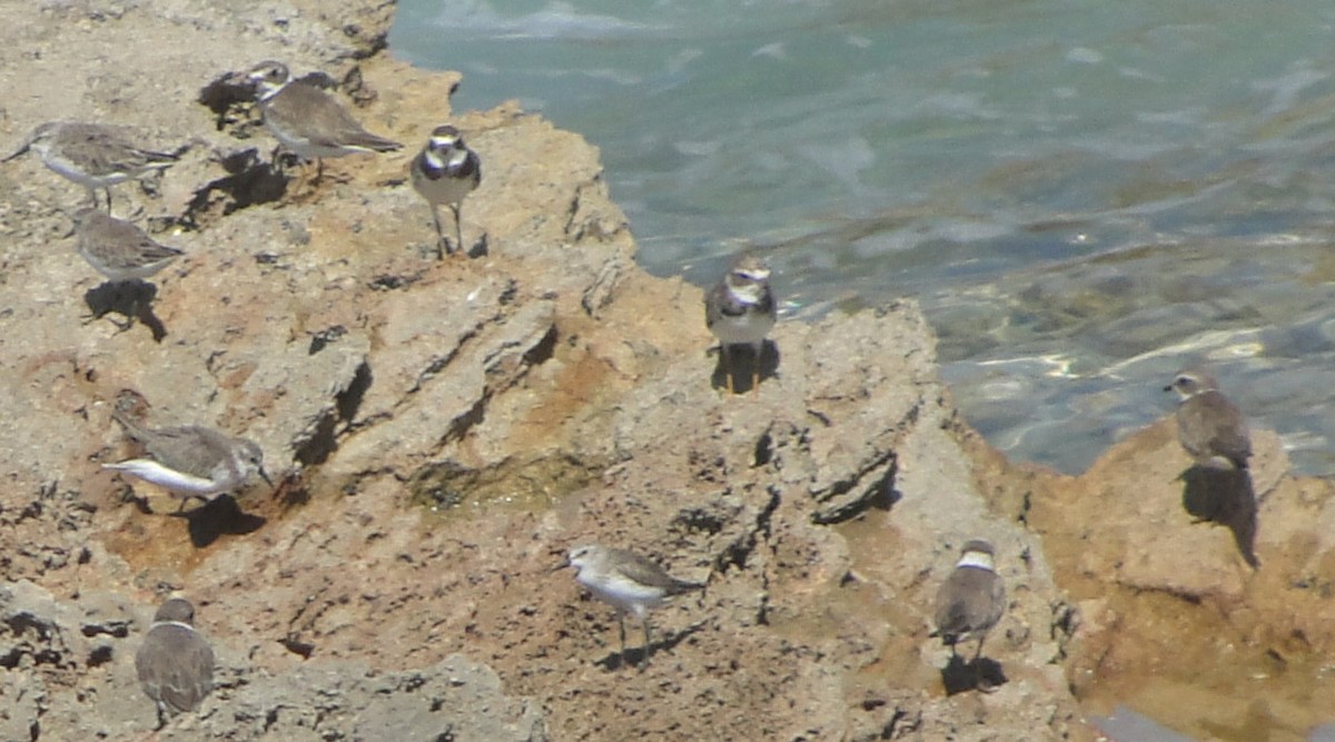 Semipalmated Plover - ML616705078