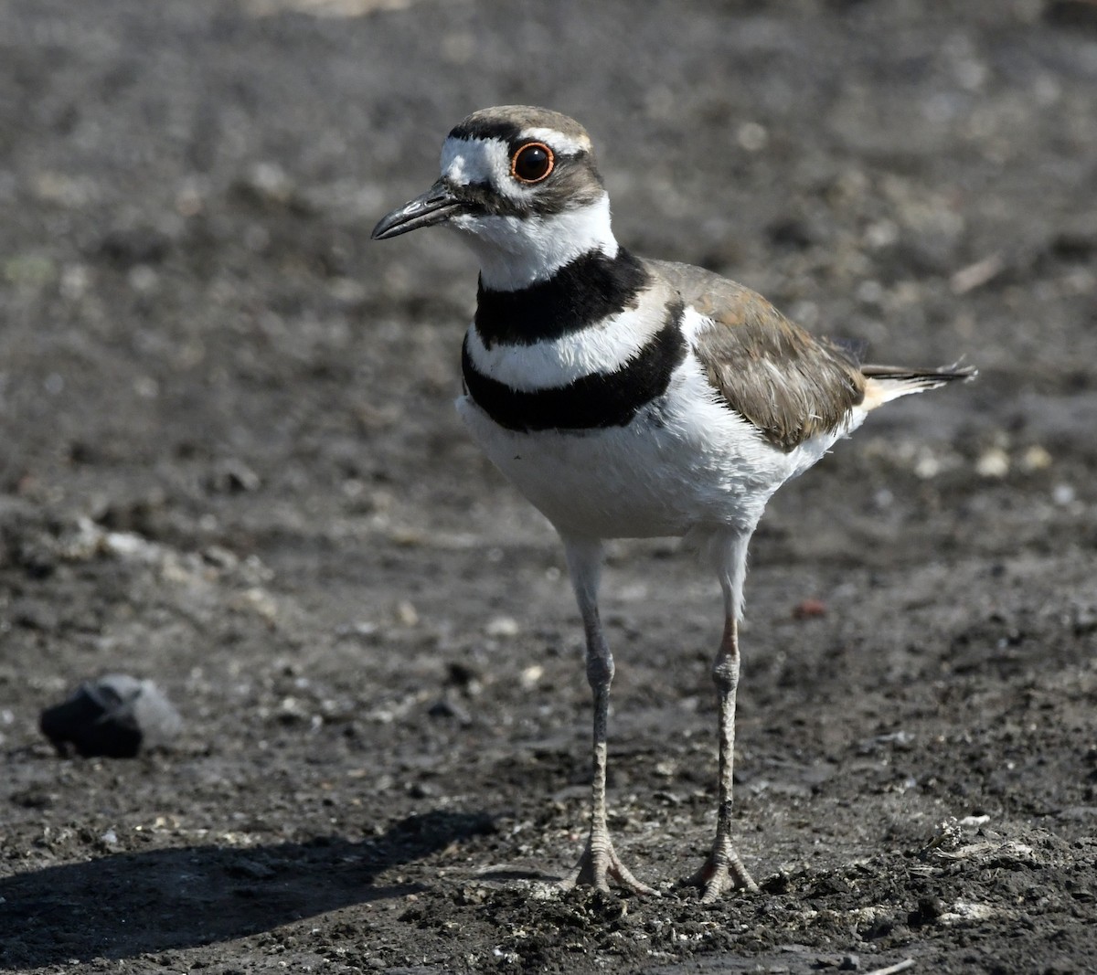 Killdeer - Fernando Ortiz