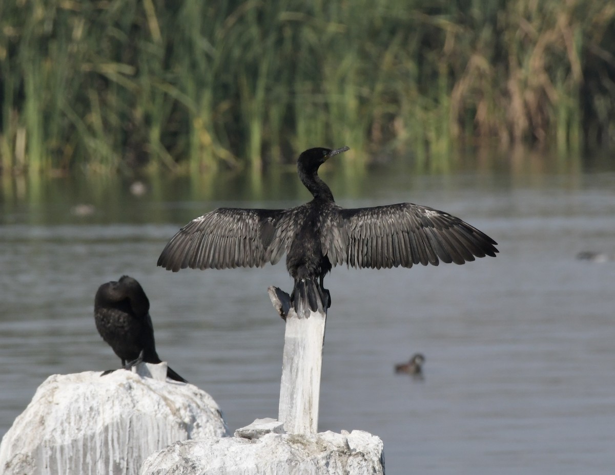 Neotropic Cormorant - Fernando Ortiz