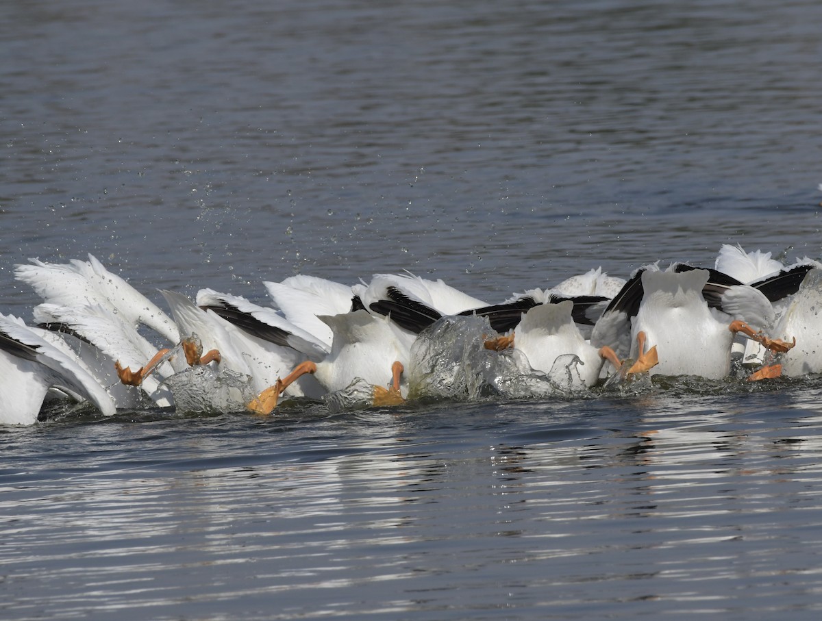 American White Pelican - ML616705123