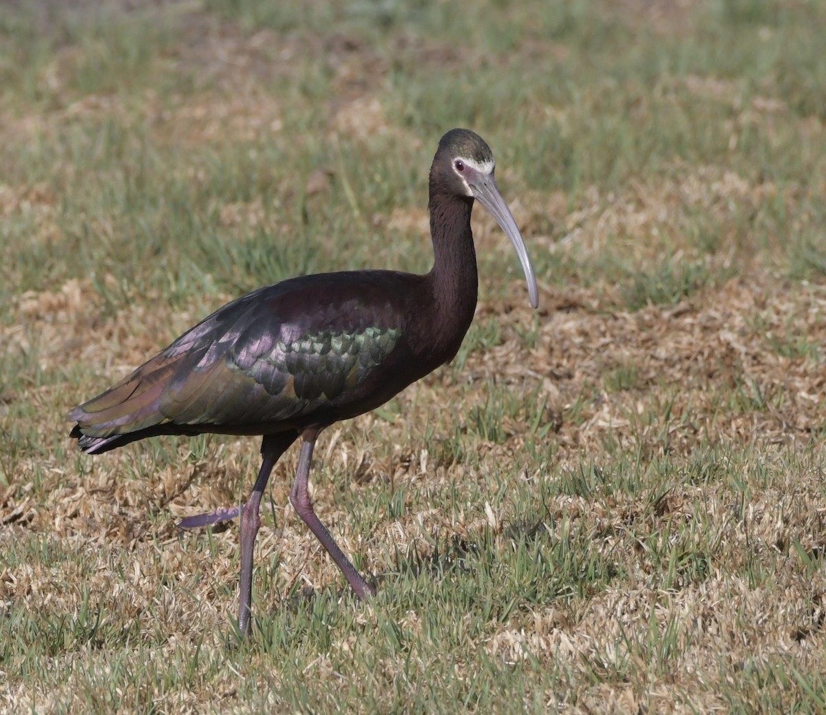 White-faced Ibis - Fernando Ortiz