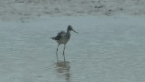 Greater Yellowlegs - ML616705138