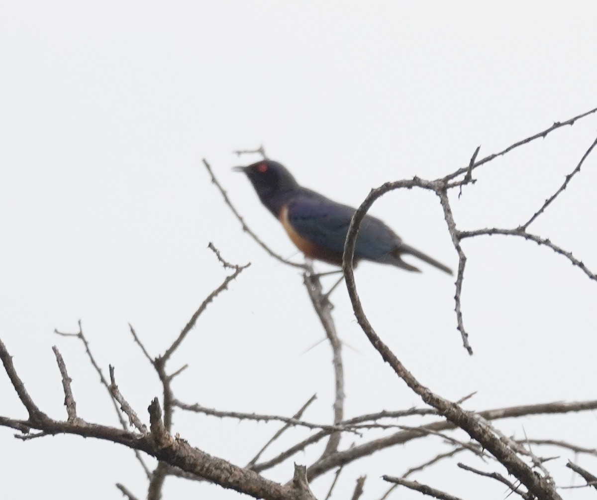 Hildebrandt's Starling - ML616705178