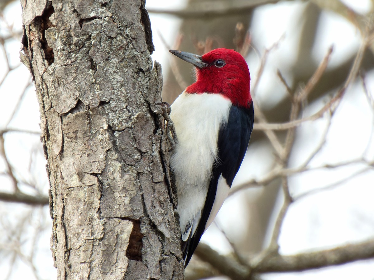 Red-headed Woodpecker - ML616705208