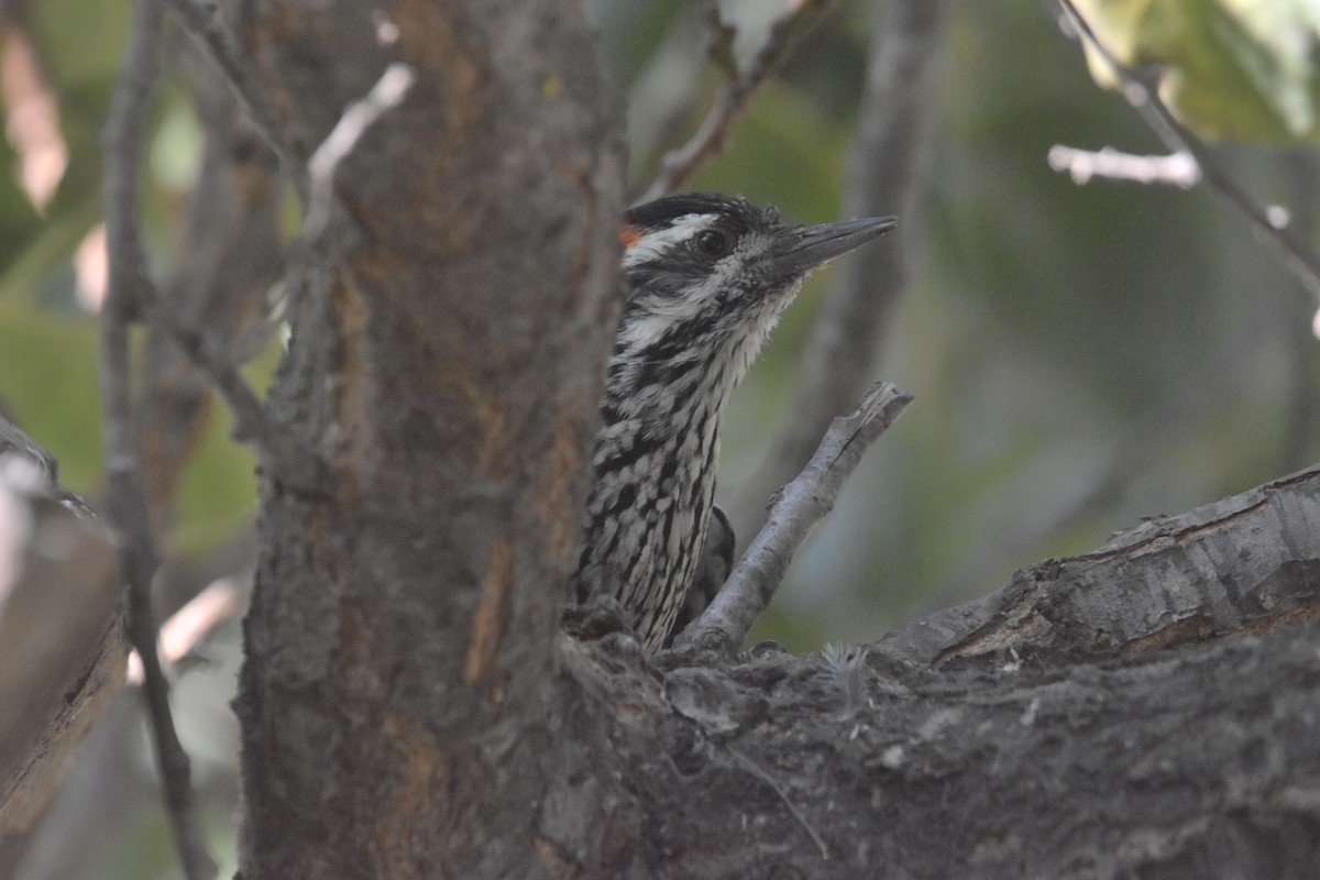 Striped Woodpecker - ML616705221