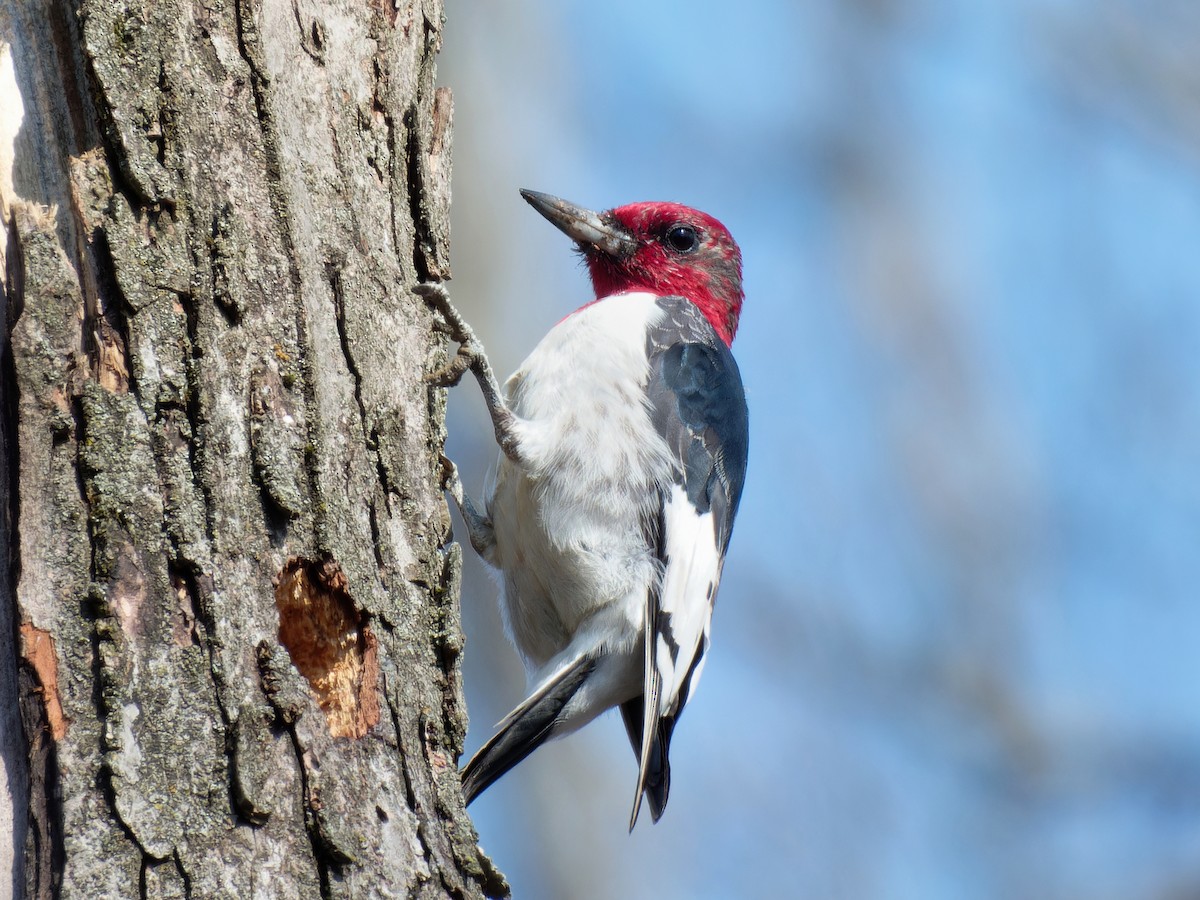 Red-headed Woodpecker - ML616705222