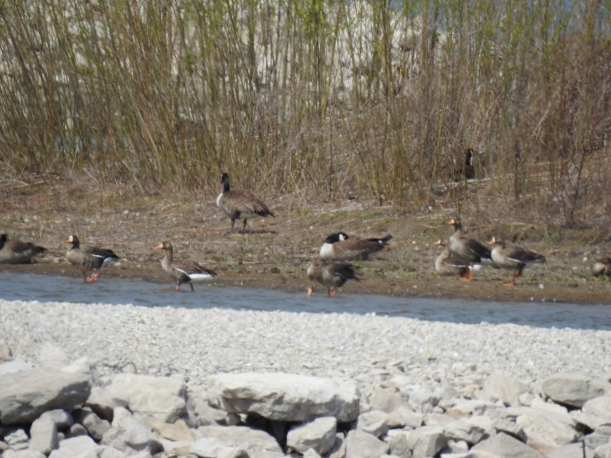 Greater White-fronted Goose - ML616705272
